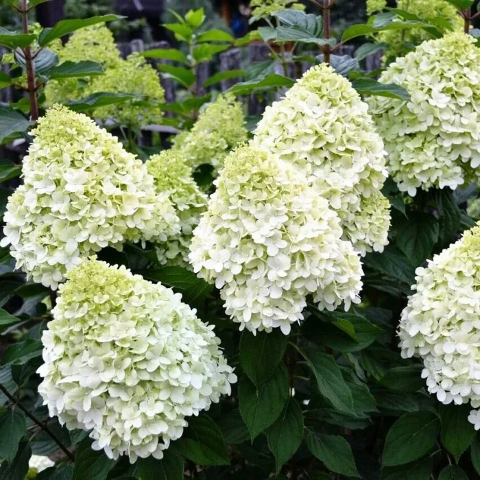 Hydrangea-paniculata-Hercules1 Гортензія волотиста Hercules Р9 - Зображення 1