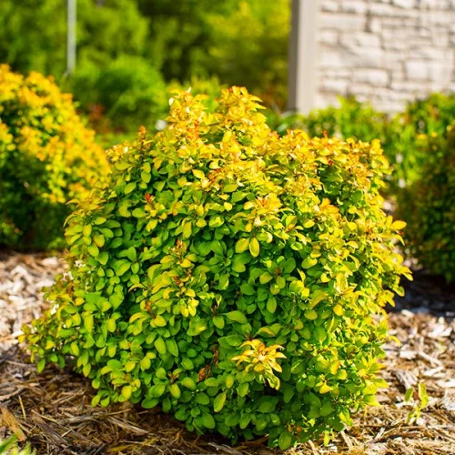 berberis-limoncello3 Барбарис Тунберга Limoncello Р9 - Зображення 1