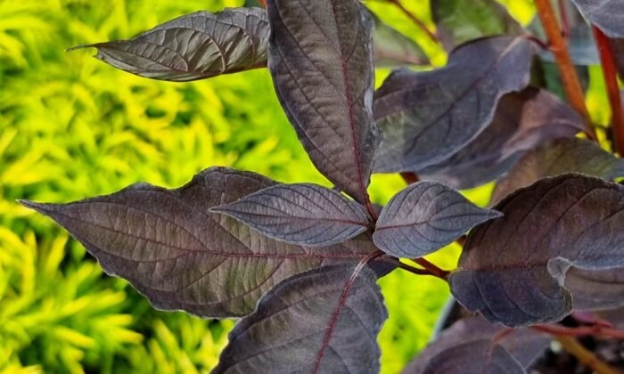 Дерен  Найтфолл  70-80 см С3 - Зображення 1