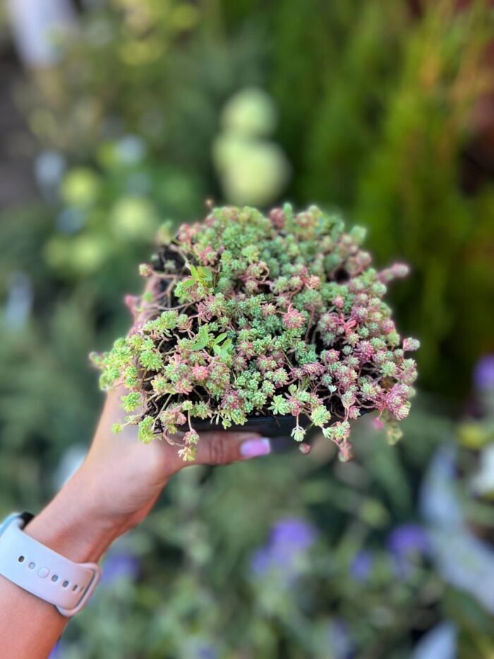 photo_2025-09-11_10-28-53 Очиток іспанский С1 - Зображення 1