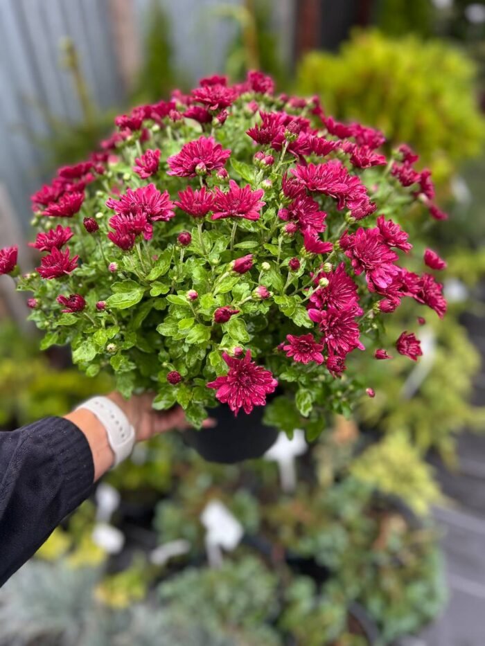 Хризантема С2 - Зображення 2