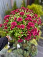 Хризантема С2