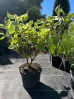 Дерен білий “Елегантіссіма” 50-60 см - Зображення 3