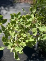 Дерен білий “Елегантіссіма” 50-60 см