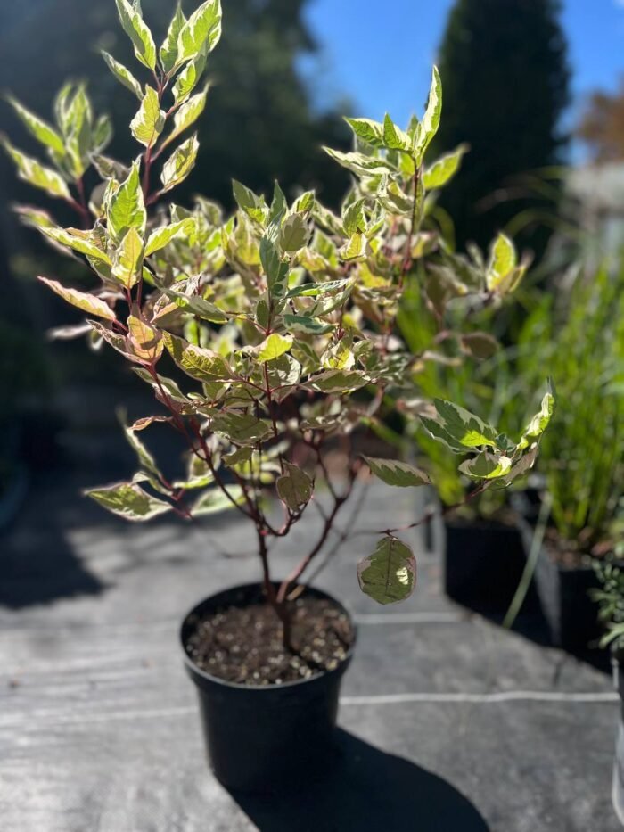 Дерен білий “Елегантіссіма” 50-60 см - Зображення 2