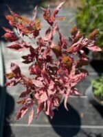 Дерен білий "Miracle" 40-60 cм C3 - Зображення 2