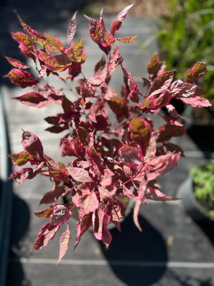 Дерен білий "Miracle" 40-60 cм C3 - Зображення 2