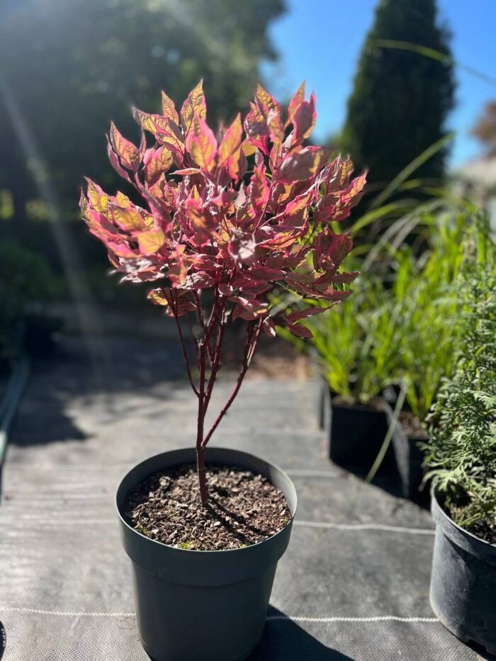 Дерен білий "Miracle" 40-60 cм C3 - Зображення 3