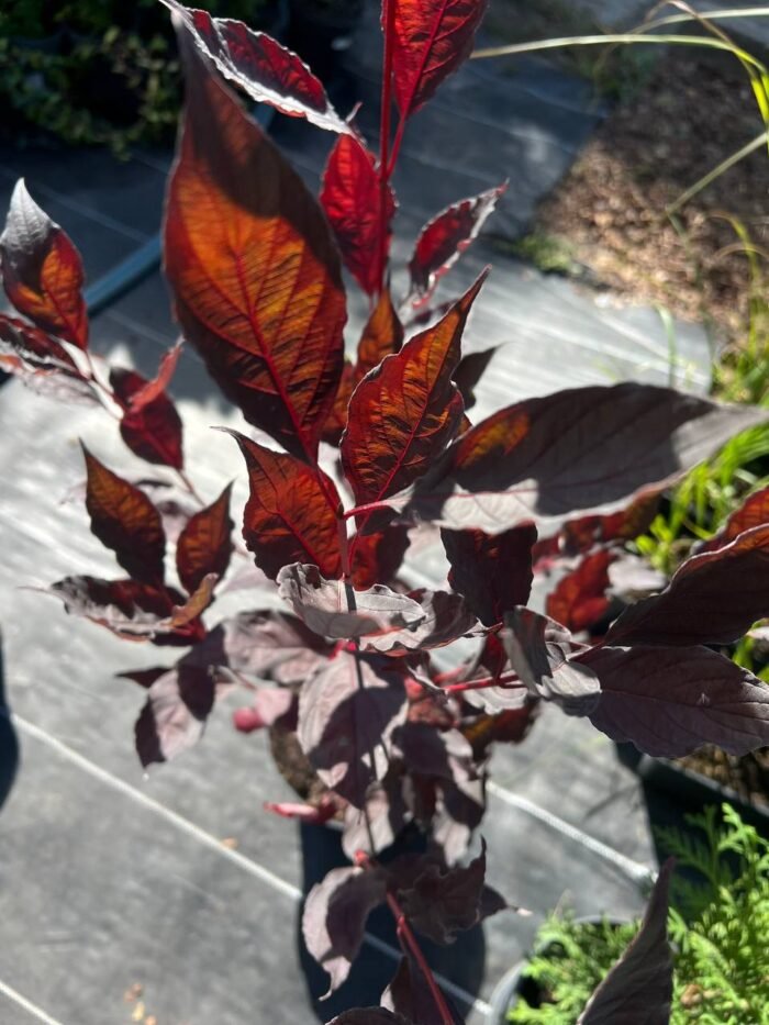 Дерен  Найтфолл  70-80 см С3 - Зображення 3