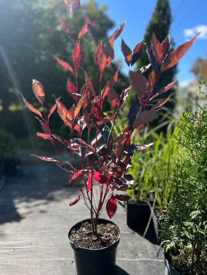 Дерен  Найтфолл  70-80 см С3 - Зображення 2