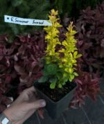 Барбарис Тунберга Summer Sunset Р9 - Зображення 2