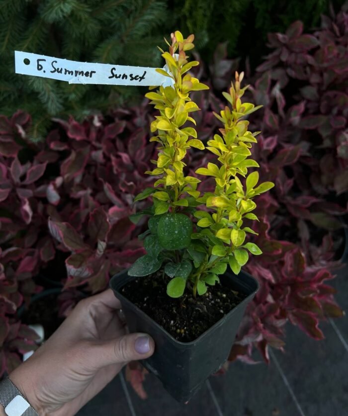 Барбарис Тунберга Summer Sunset Р9 - Зображення 2