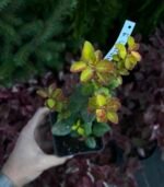 Барбарис Тунберга Limoncello Р9 - Зображення 2