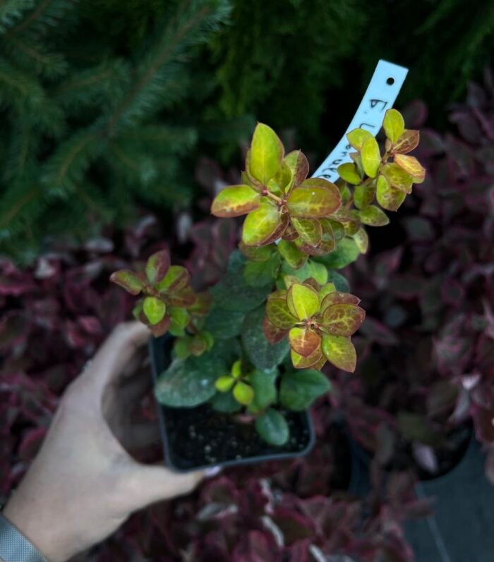 Барбарис Тунберга Limoncello Р9 - Зображення 2