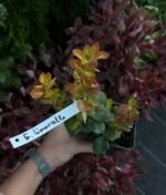 Барбарис Тунберга Limoncello Р9 - Зображення 3