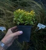 Спірея японська Sundrop Р9 - Зображення 3