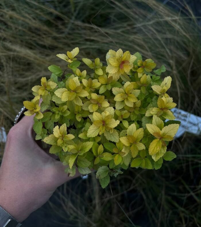 Спірея японська Sundrop Р9 - Зображення 2