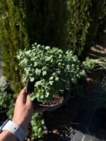 Хризантема колір сюрприз