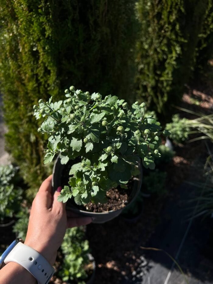 photo_2025-09-26_15-28-11 Хризантема колір сюрприз - Зображення 1