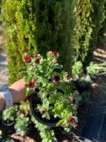 Хризантема колір сюрприз - Зображення 2