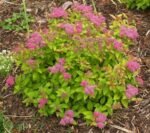 Спірея японська Sundrop Р9