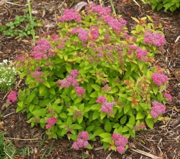 r5f1hqmhoc73irba2oeuot4r0re9bc7c Спірея японська Sundrop Р9 - Зображення 1