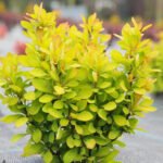 Барбарис Тунберга Summer Sunset Р9