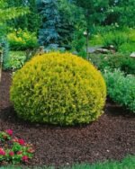 Туя західна “Мір’ям” С3