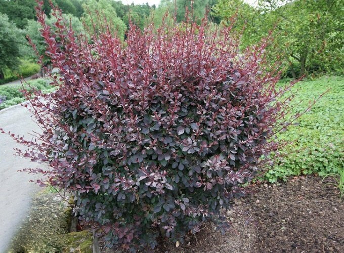 1-116 Барбарис оттавський «Аурікома» С3 - Зображення 1