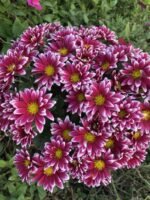 Хризантема саджанець Salto Violet Blanc