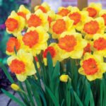 Нарцис Coral Crown - Зображення 2