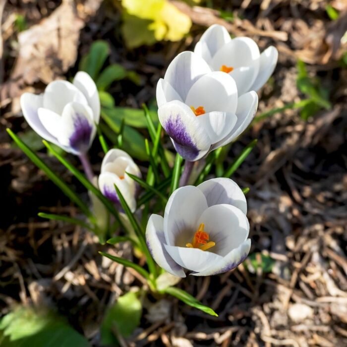 crocus-panda-min Крокус Pandа - Зображення 1