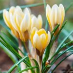 Крокус Crocus Romance