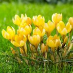 Крокус Crocus Romance - Зображення 2