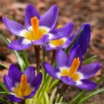 Крокус Tricolor (Триколор) - Зображення 2