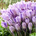 Крокус Striped Bird - Зображення 2