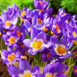 Крокус Tricolor (Триколор)