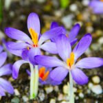 Крокус Whitewell Purple