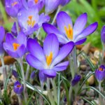 Крокус Whitewell Purple - Зображення 2