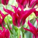 Тюльпан Doll's Minuet