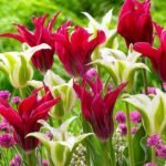 Тюльпан Doll's Minuet - Зображення 2