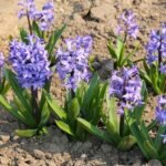 Гіацинт Minos - Зображення 2