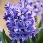 Гіацинт Minos