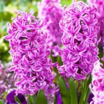 Гіацинти PaulHermann