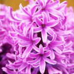 Гіацинти PaulHermann - Зображення 2