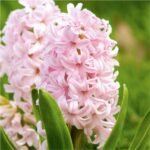 Гіацинт Pink Elephant