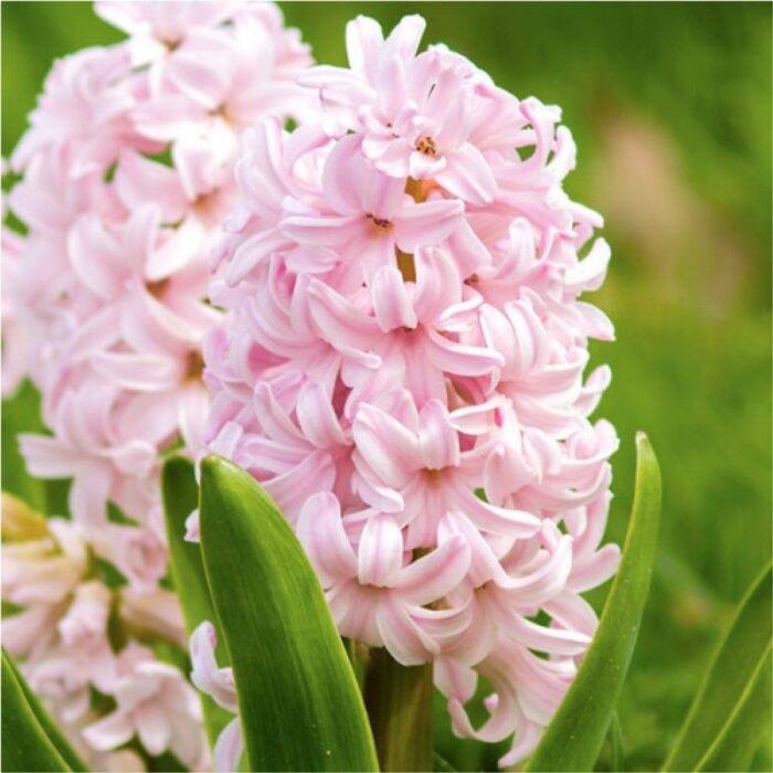 giacint-pink-elephant-1 Гіацинт Pink Elephant - Зображення 1