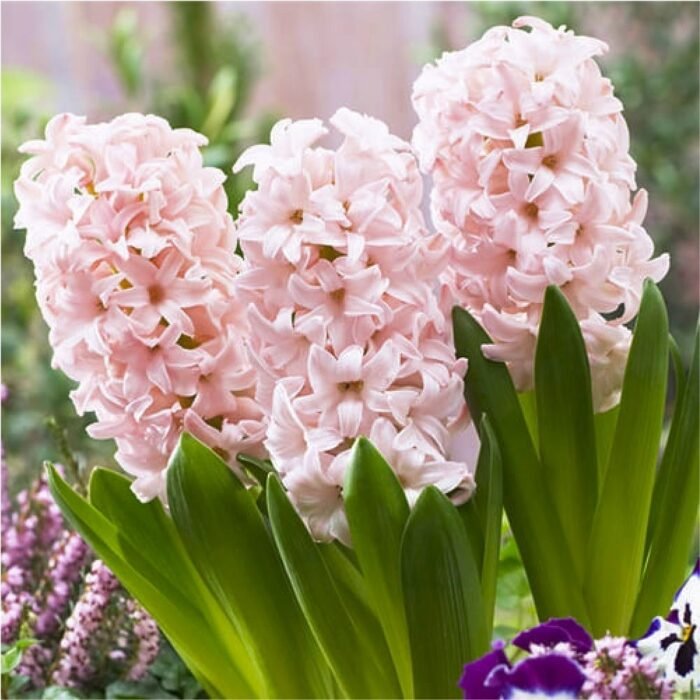 Гіацинт Pink Elephant - Зображення 2