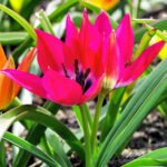 Тюльпан Little Beauty - Зображення 3