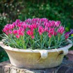 Тюльпан Little Beauty - Зображення 2